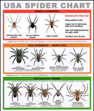 Illustration for article titled Arachnologists AssembleĀ
